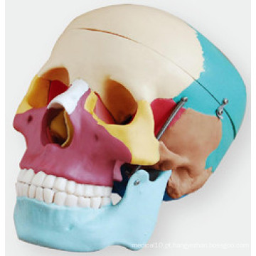 Crânio com ossos coloridos Weichegnya
